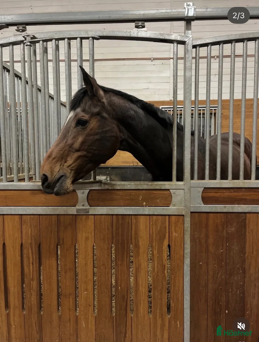 Avelshästar hästar till salu: Elitsto till avel - Annons 4