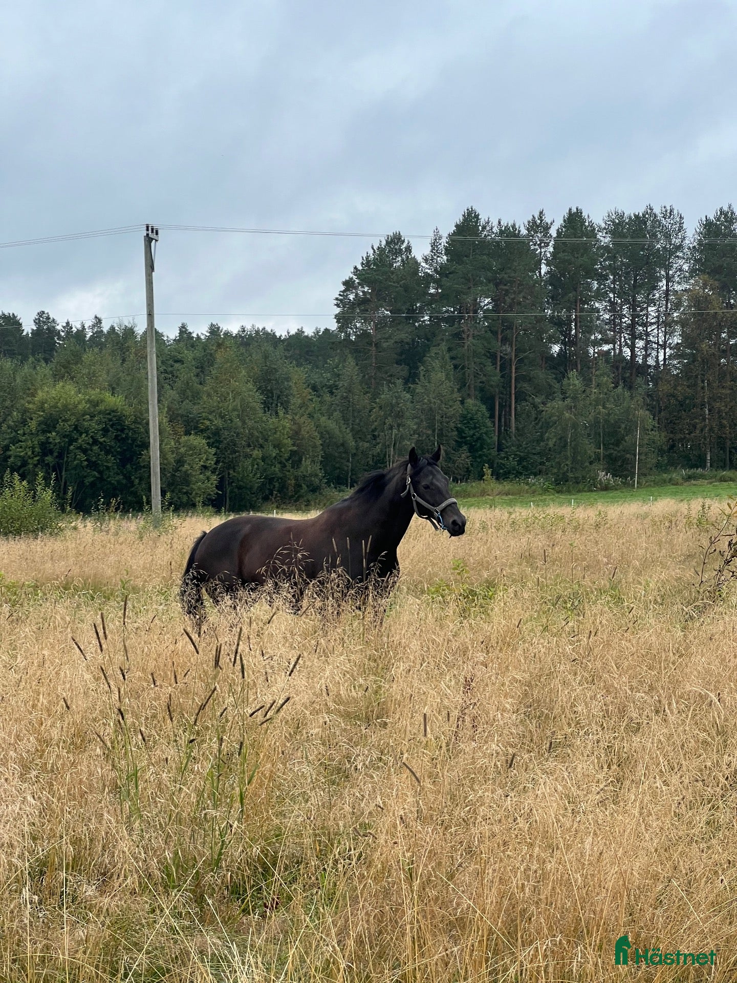  hästar Willia - Annons 6