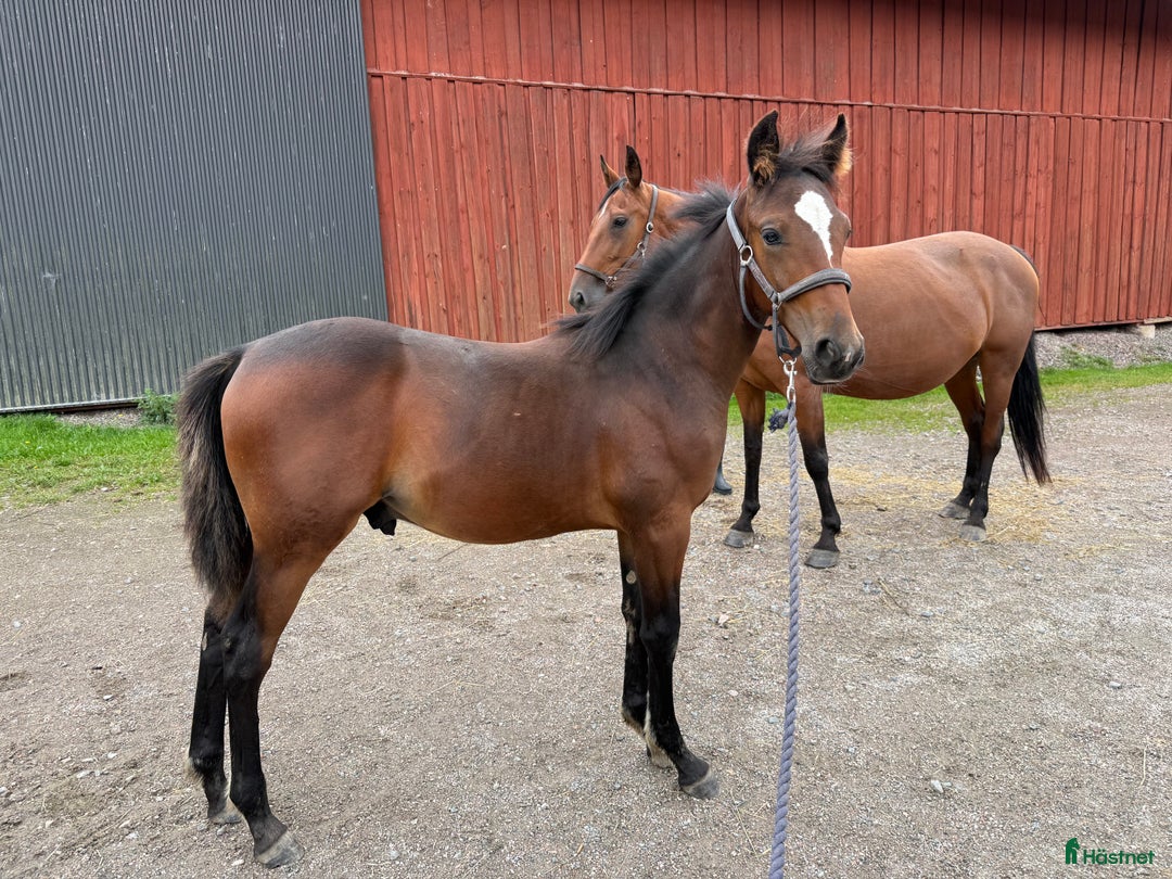 Trav hästar till salu: Välhanterat årsföl e Hayden Hanover i Tystberga - Annons 6