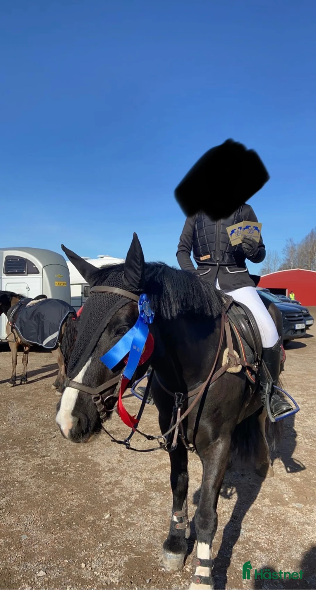 Allround hästar till salu: Fin ponny säljes - Annons 2