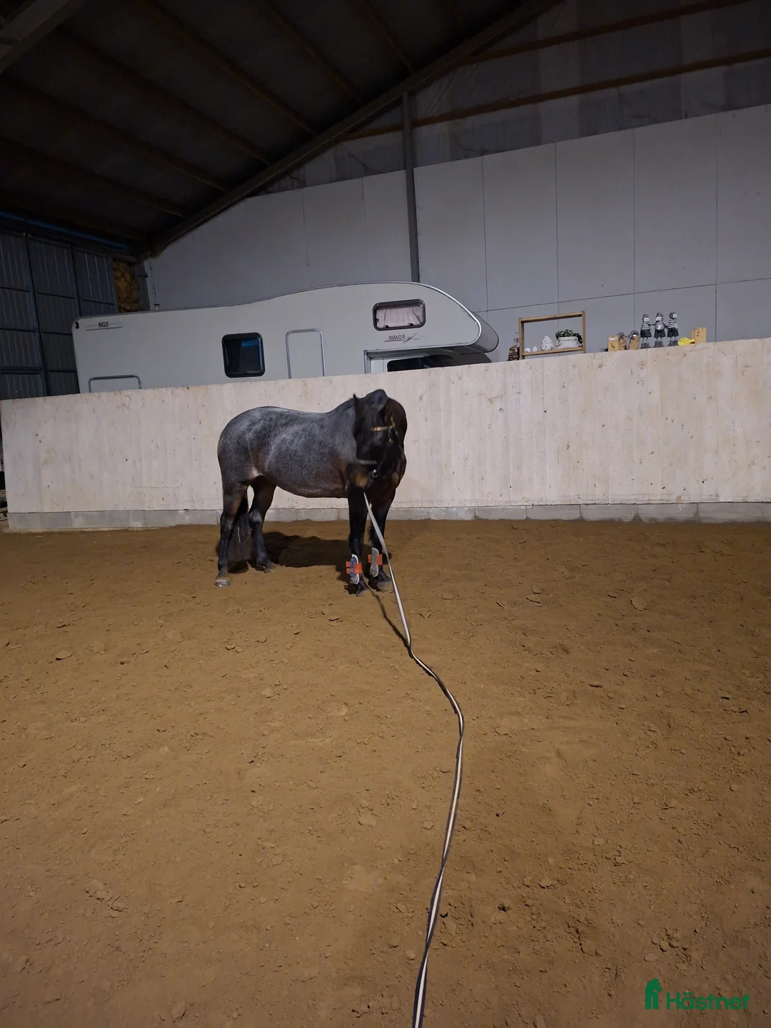 Allround hästar till salu: Super trevlig c ponny  i Klippan - Annons 2
