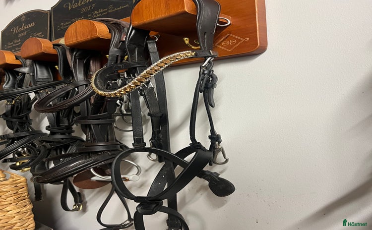 Träns hästutrustning till salu: Dyon träns i Uppsala - Annons 1