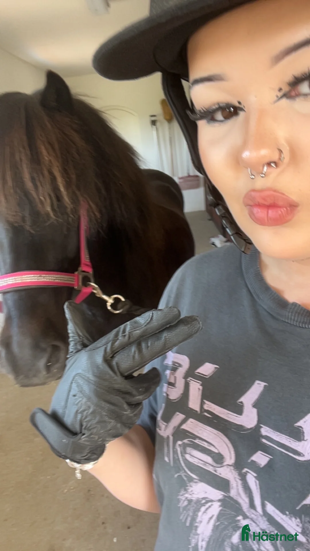  medryttarhäst sökes: Medryttarhäst SÖKES (Helsingborg) i Helsingborg - Annons 1