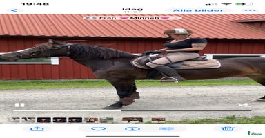  hästar i Rimbo - Annons 7