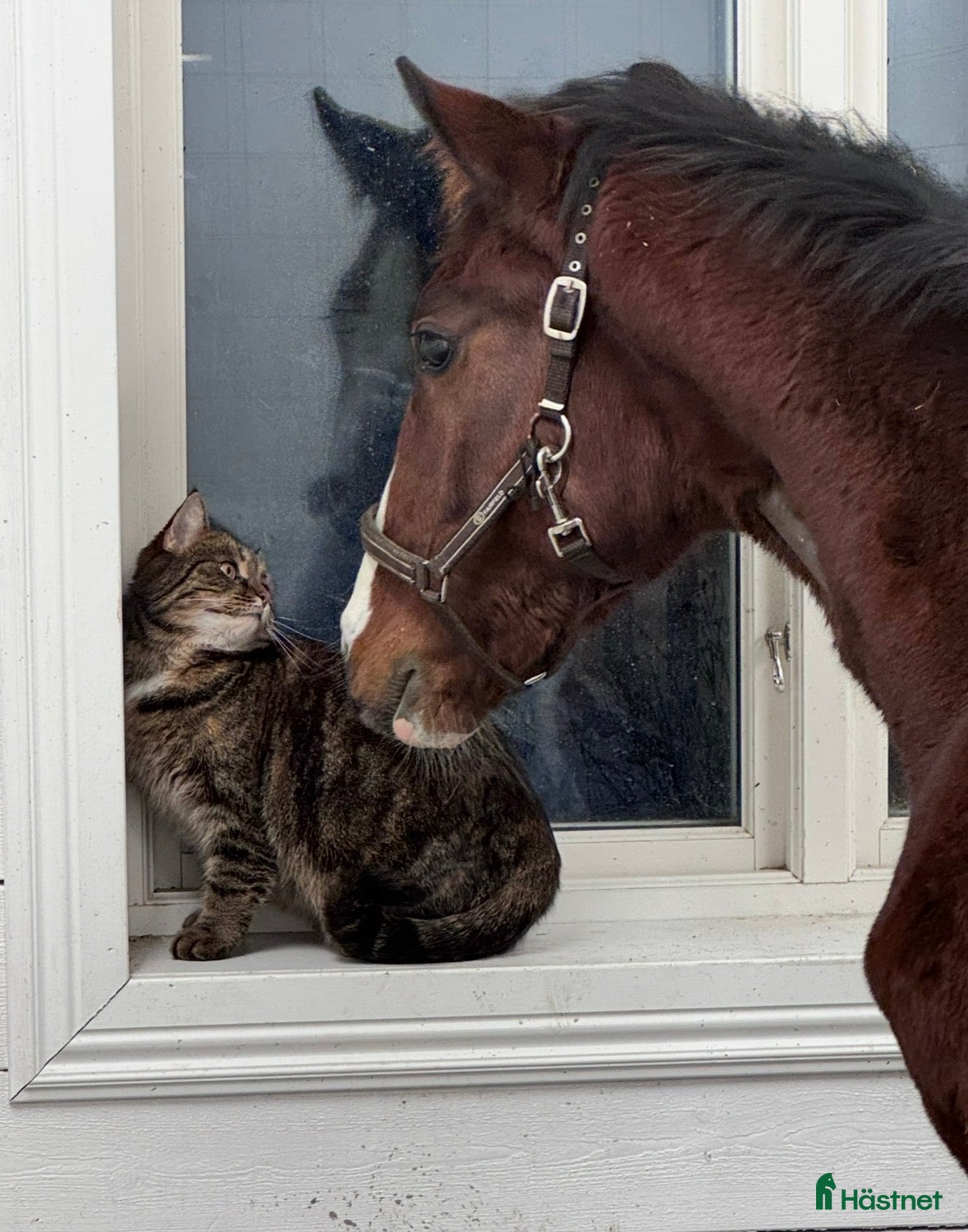  hästar Härlig 1-årshingst - hoppstammad!  - Annons 1