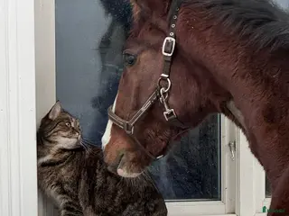 hästar Härlig 1-årshingst - hoppstammad! - Annons 1