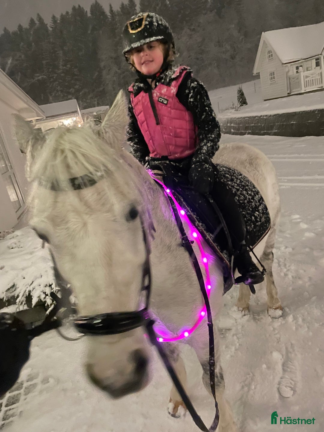 Allround hästar till salu: Drömponny i Sundsvall - Annons 3