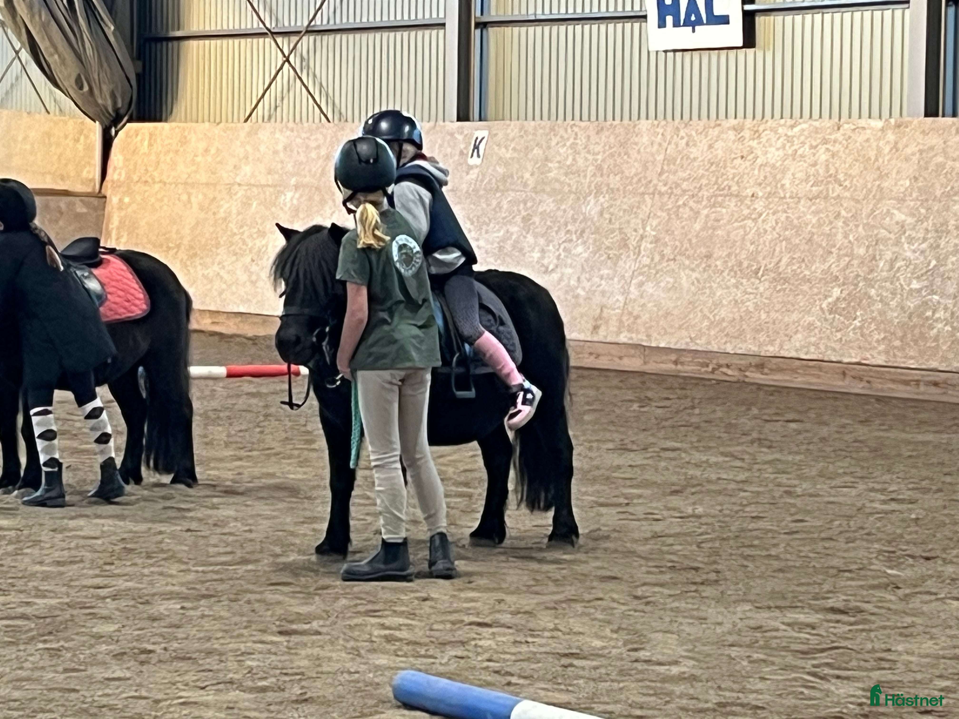  hästar Trygg körponny - Annons 1