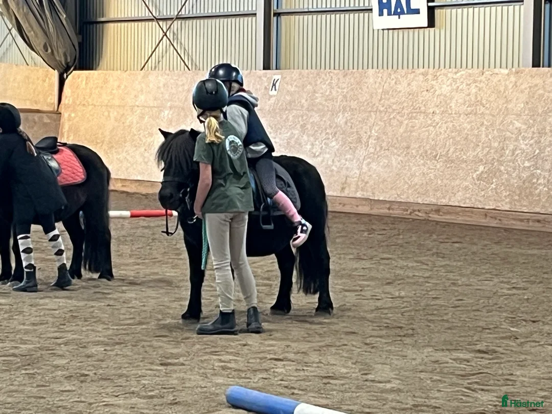 Körning hästar till salu: Trygg körponny - Annons 1