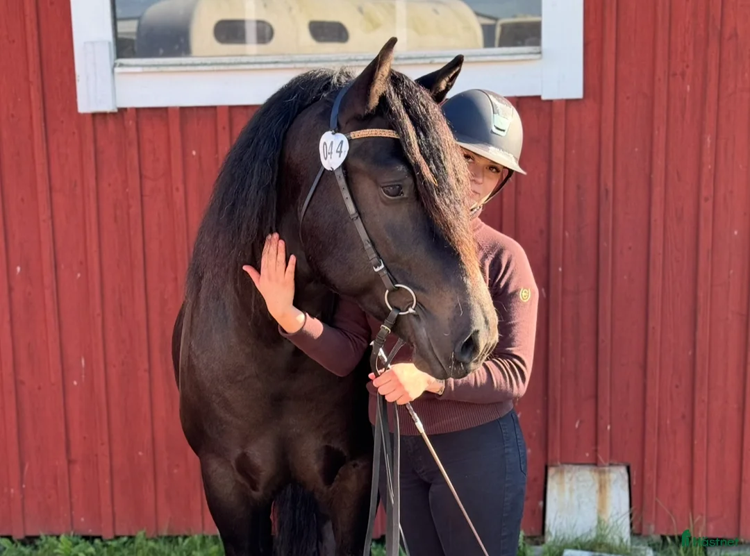 Allround hästar till salu: 6 årig valack  i Odensbacken - Annons 4