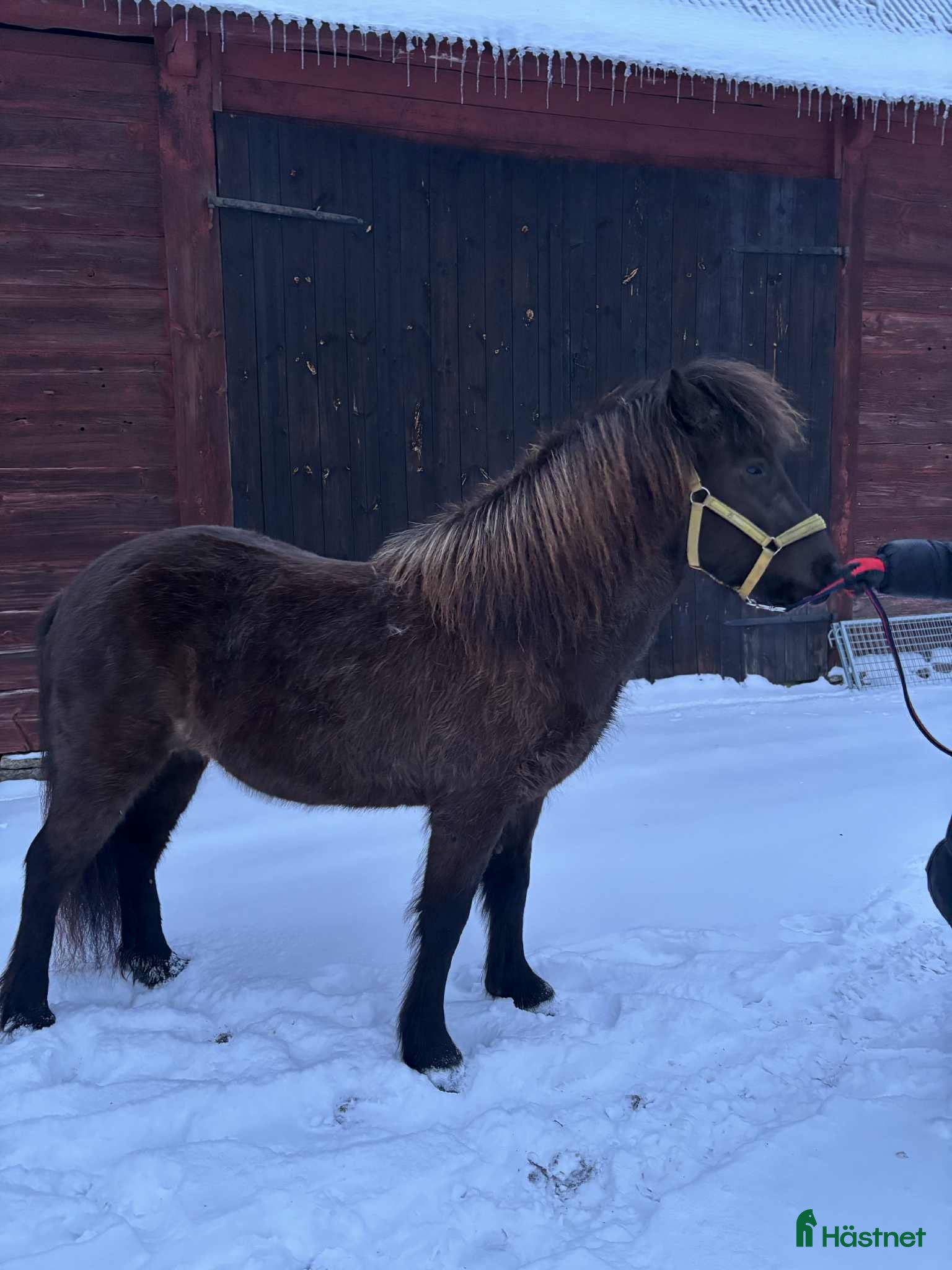  hästar Social unghäst i Köpingsvik - Annons 1