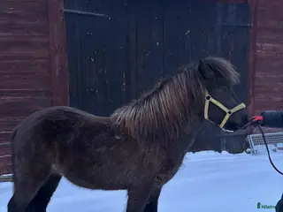 hästar Social unghäst i Köpingsvik - Annons 5