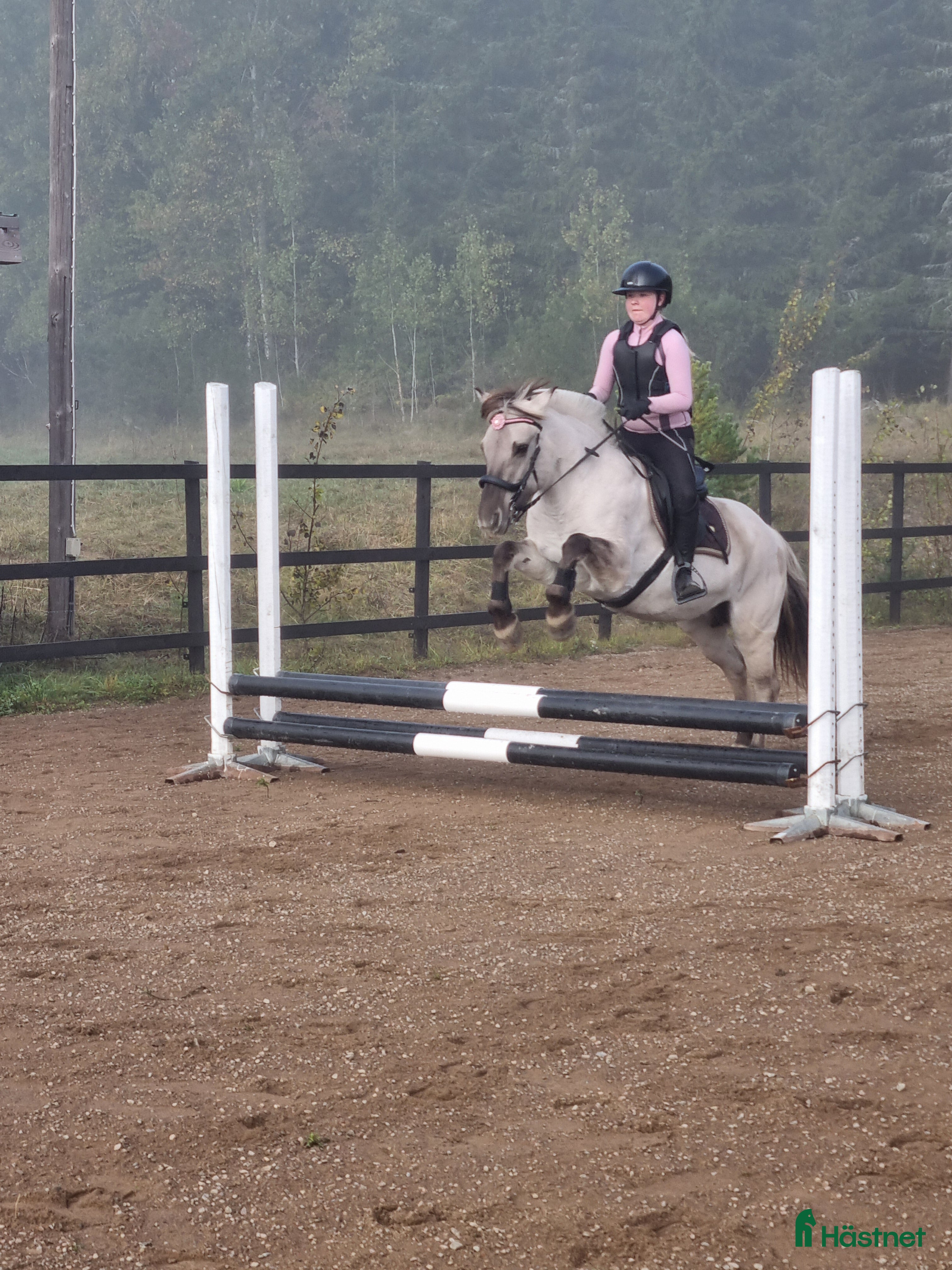  hästar Havanna 3561  - Annons 1