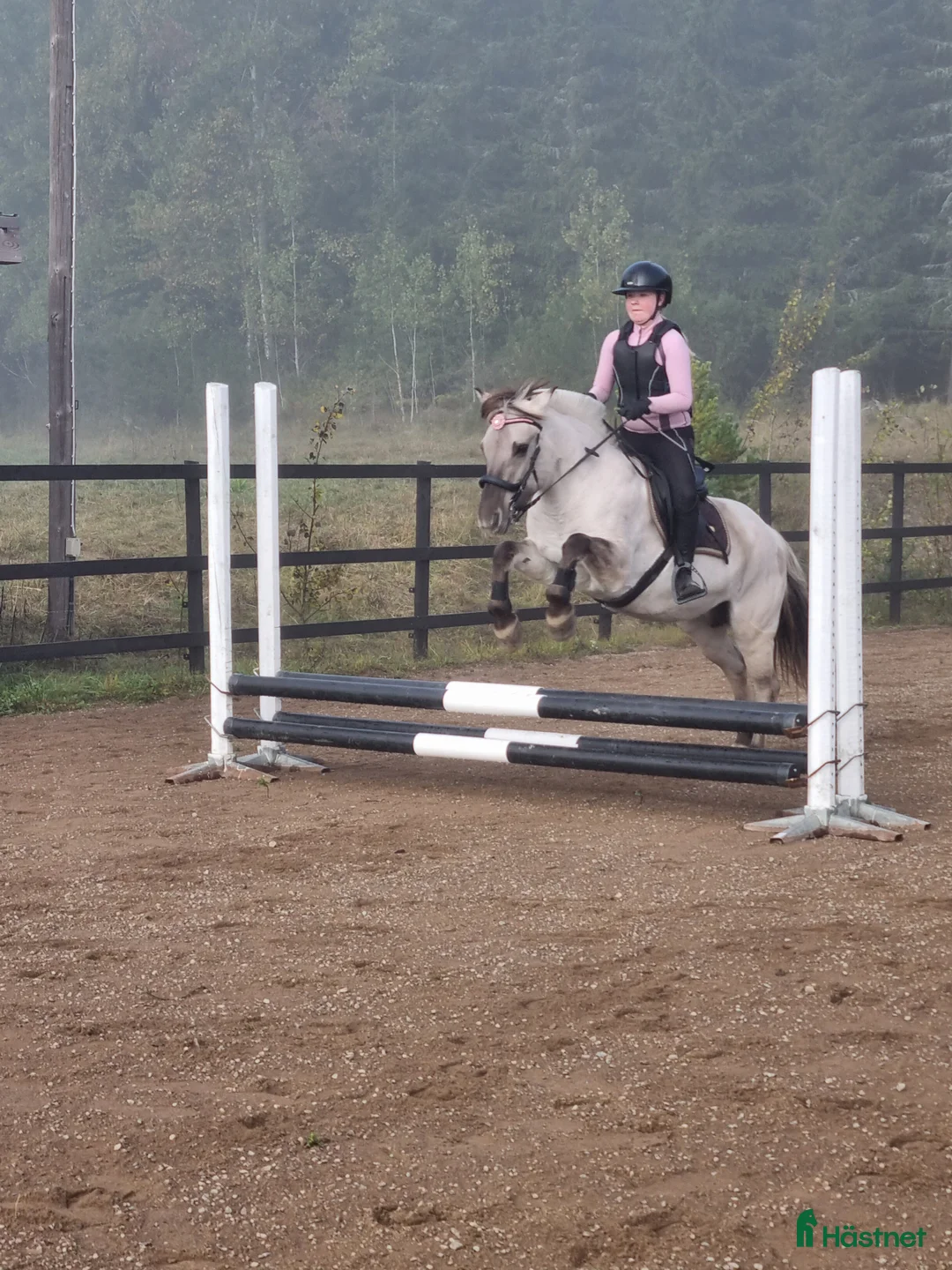 Hoppning hästar till salu: Havanna 3561  - Annons 1