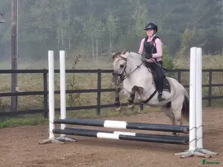 hästar Havanna 3561 - Annons 1