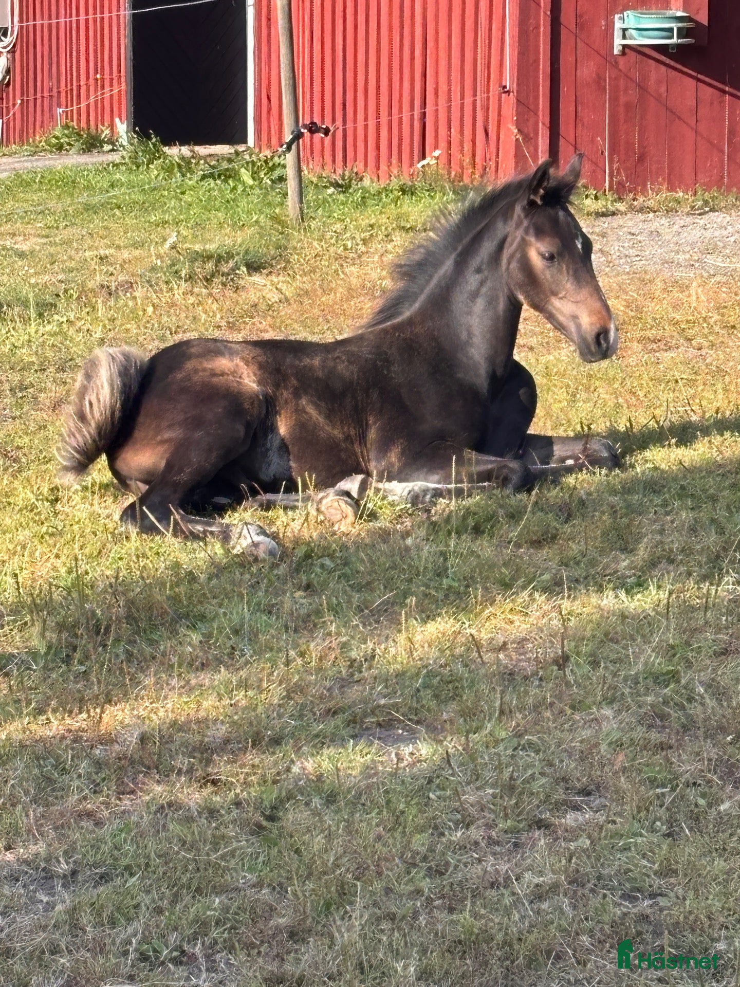  hästar Härligt hingstföl - Annons 9