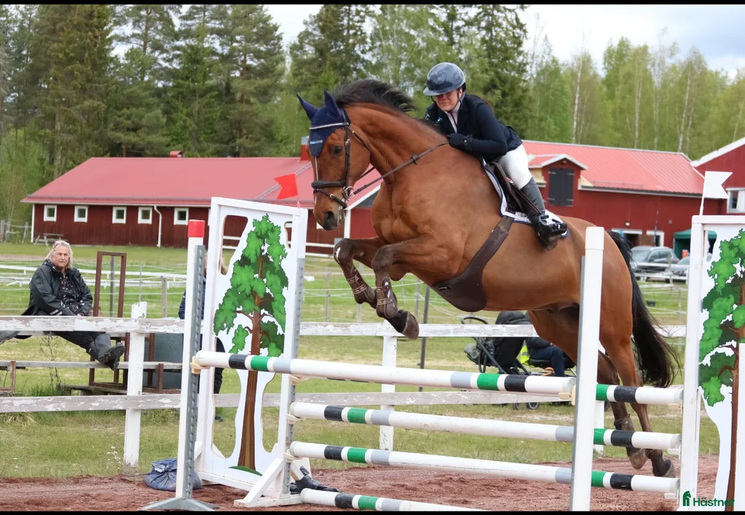 Hoppning hästar till salu: SWB valack - Annons 3