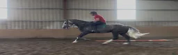 Allround hästar till salu: Irish Draught gelding 168cm - Annons 19