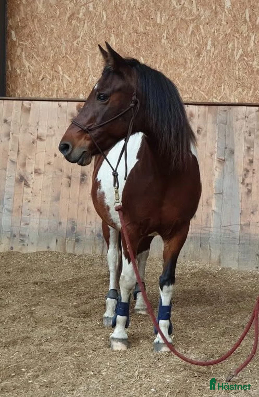 Sällskap hästar till salu: Äldre C-ponny sto i Ystad - Annons 1