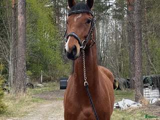 hästar Ädel SWB valack - Annons 5