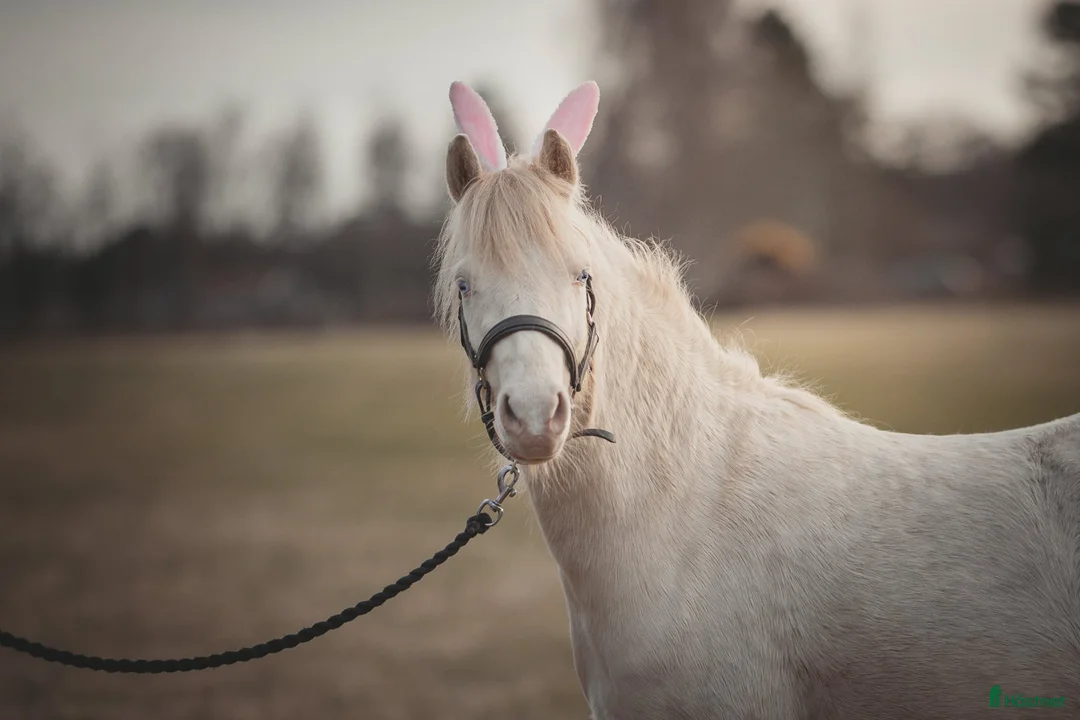 Allround hästar till salu: Ungponny med potential  - Annons 1