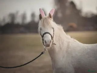 hästar Ungponny med potential - Annons 3