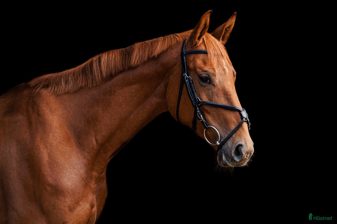 Allround hästar till salu: Stunning mare for showjumping/ dressage/hobby i Ekerö - Annons 2