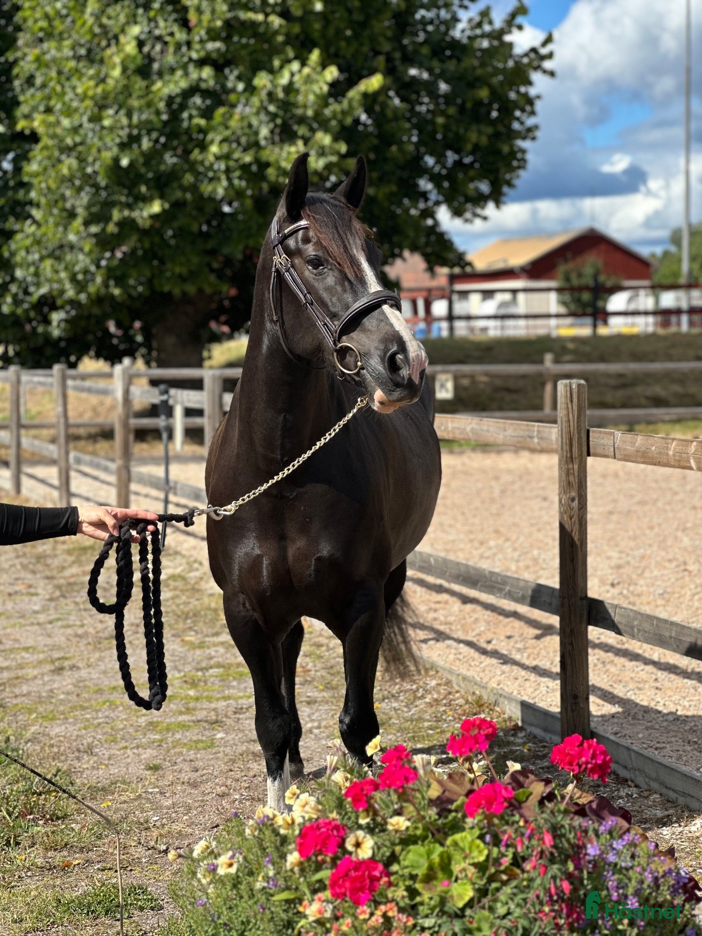  hästar Mysig allround tjej  - Annons 1