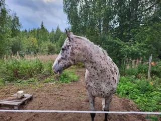 hästar Appaloosa sto - Annons 6