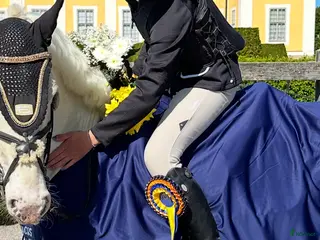 Ridbyxor ryttarutrustning till salu: Equiline ridbyxor i Vindeln - Annons 3