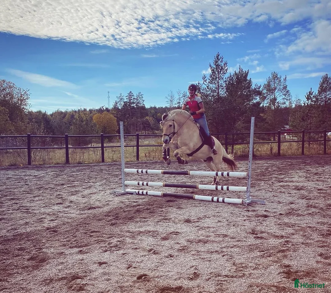  medryttarhäst finnes: Dressyr intresserad ryttare sökes till Fjording i Västerhaninge - Annons 28