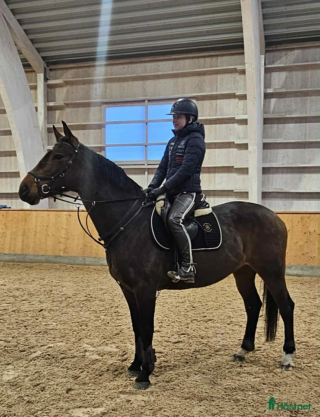 Allround hästar till salu: Charmigt och välridet sto. - Annons 2