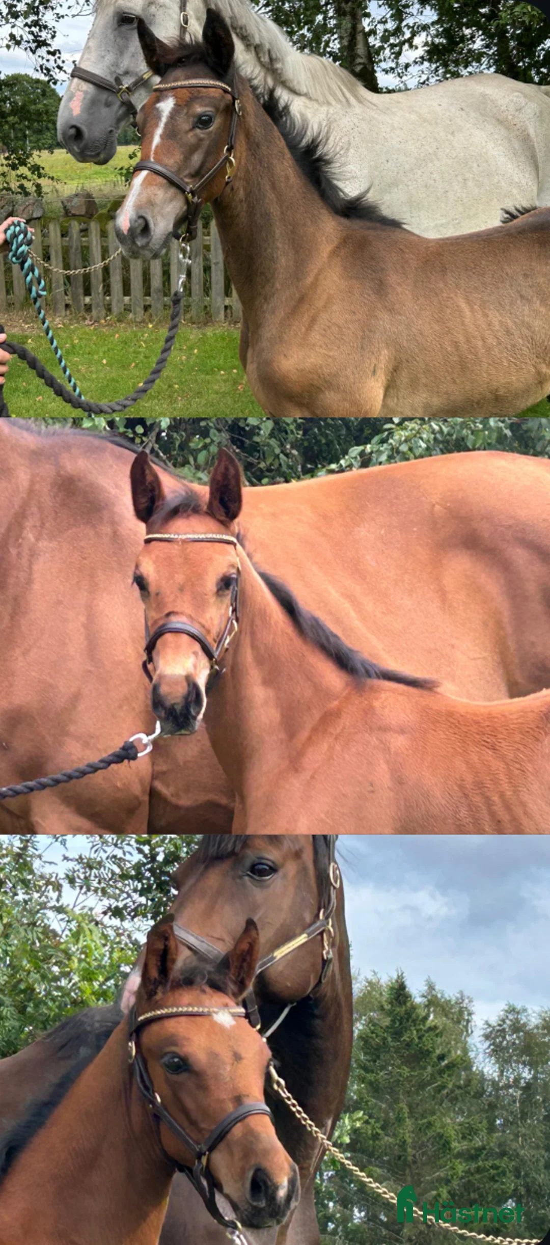 Hoppning hästar till salu: Hoppstammade Unghästar - Annons 1