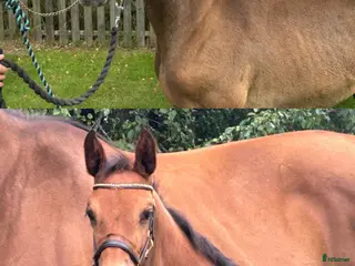 hästar Hoppstammade Unghästar - Annons 6