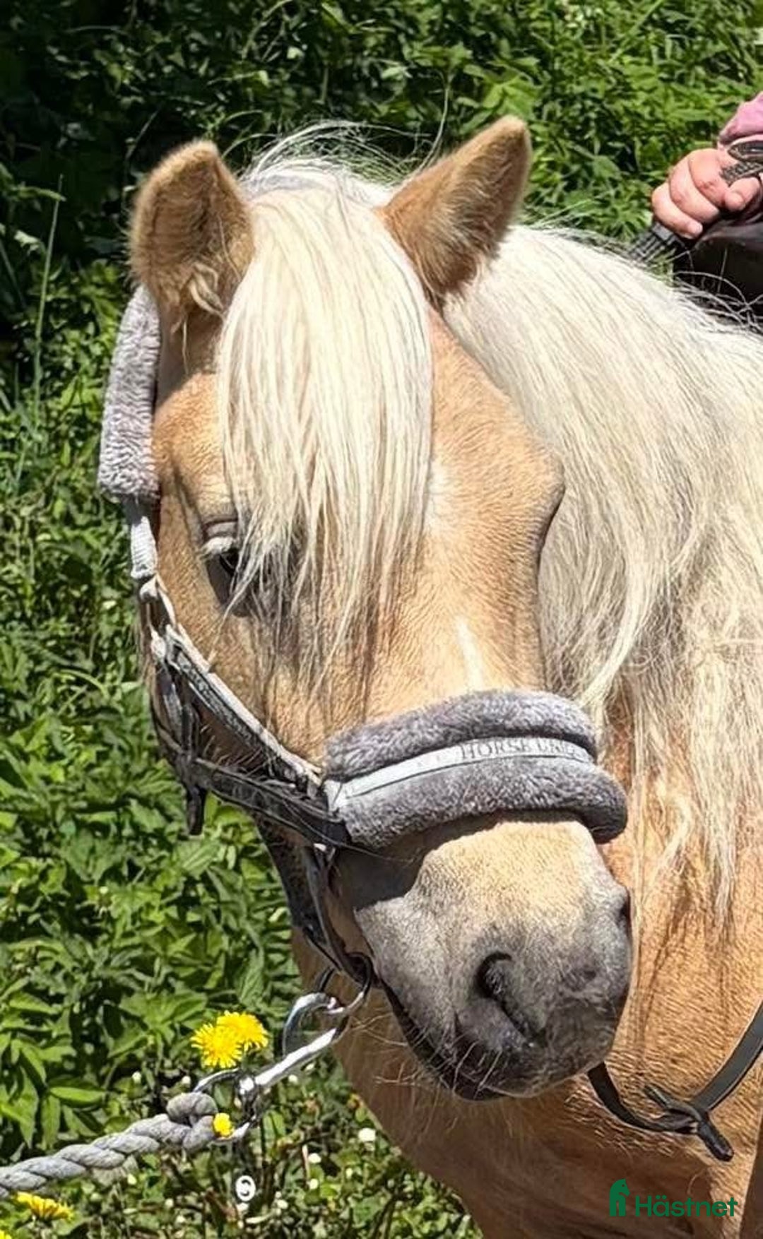 Allround hästar till salu: Shetland Russ Fjord  i Ulrika - Bild 9