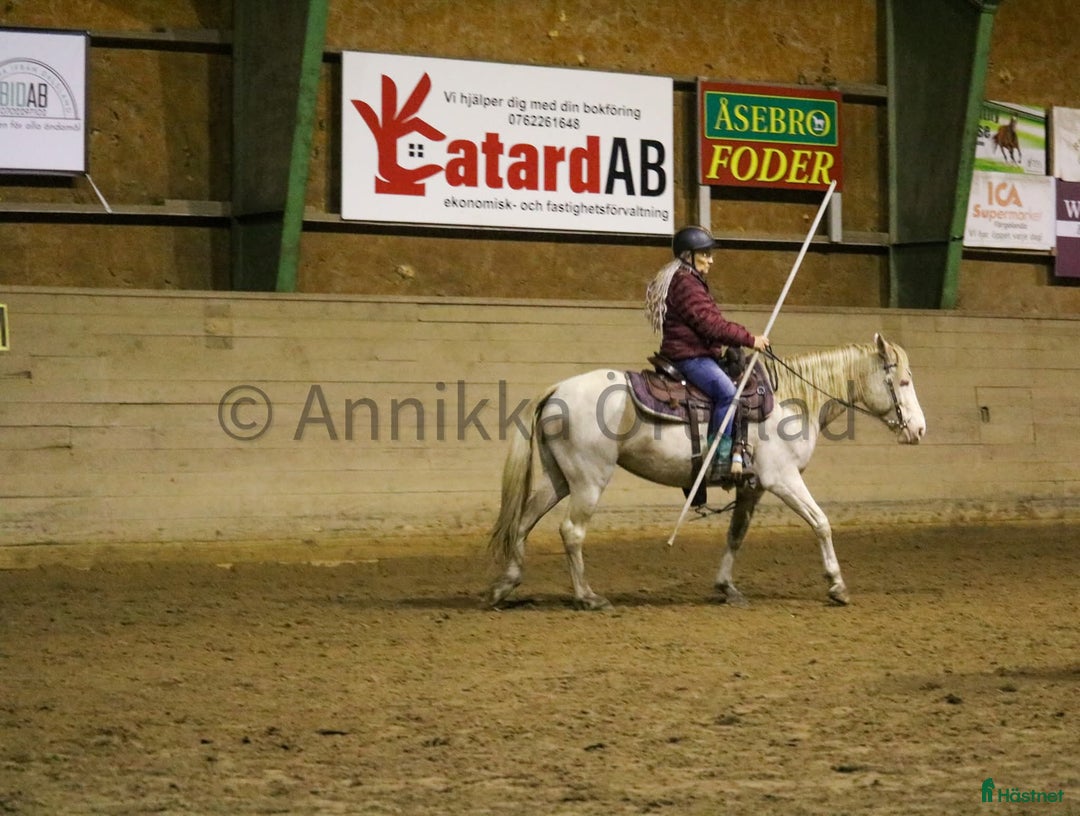Working Equitation hästar till salu: En riktigt trevlig ponny  i Färgelanda - Annons 4