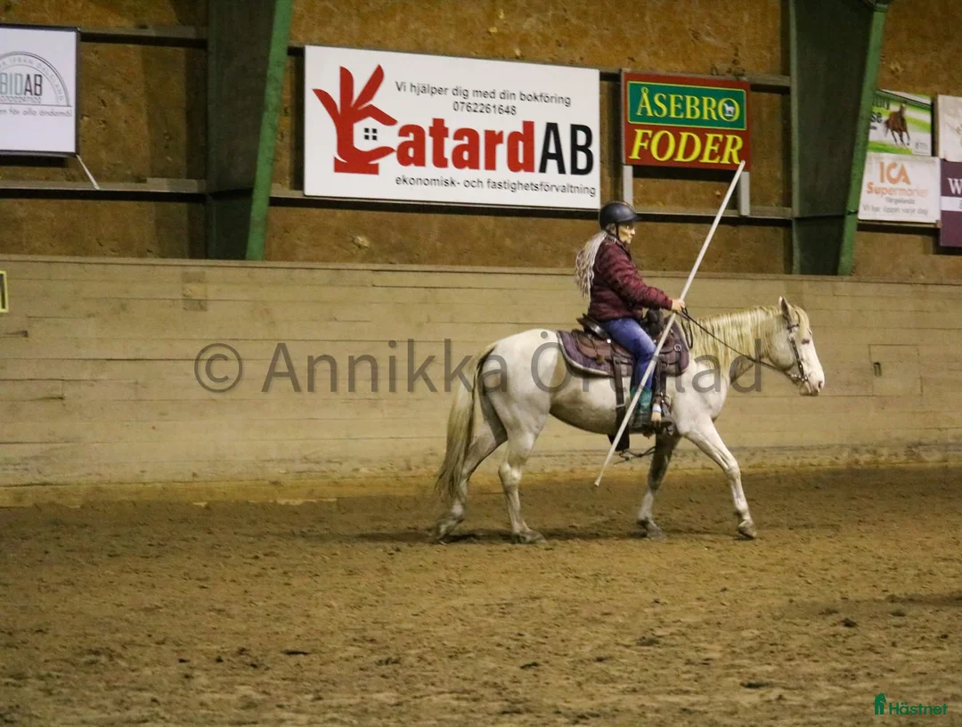 Working Equitation hästar till salu: En riktigt trevlig ponny  i Färgelanda - Annons 4