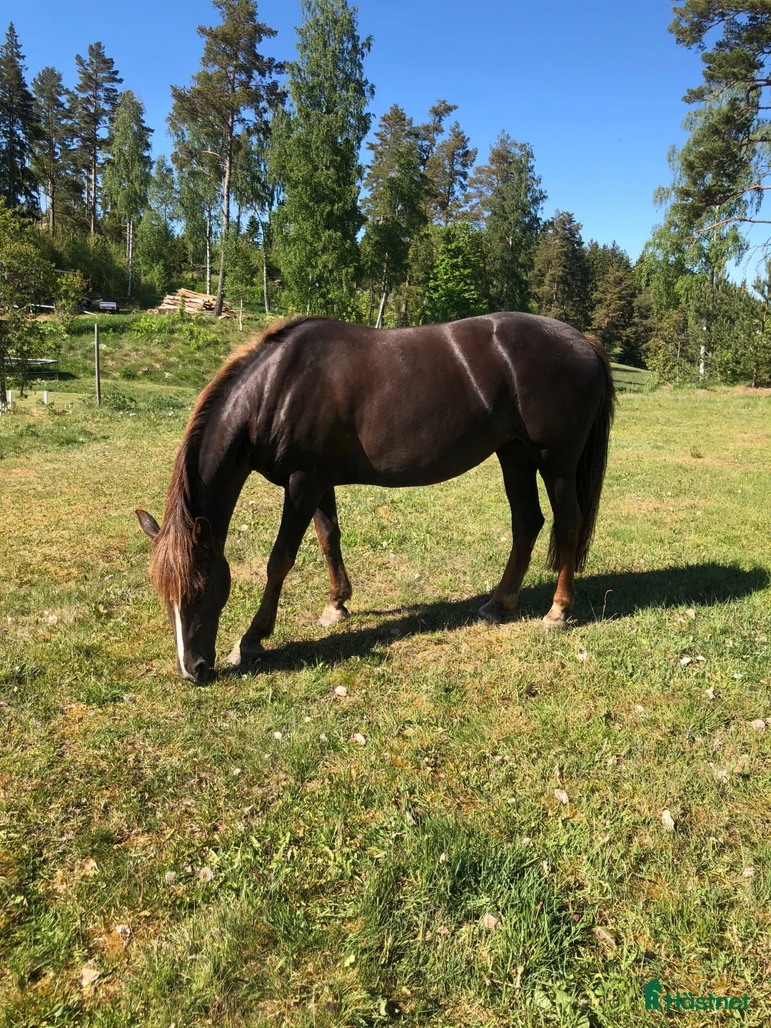 Övrigt hästar till salu: Vackert sto för promenadridning, avel, sällskap i Aneby - Annons 3