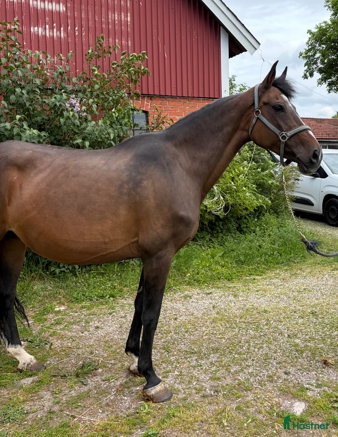 Avelshästar hästar till salu: Indoctro Sto - Annons 2