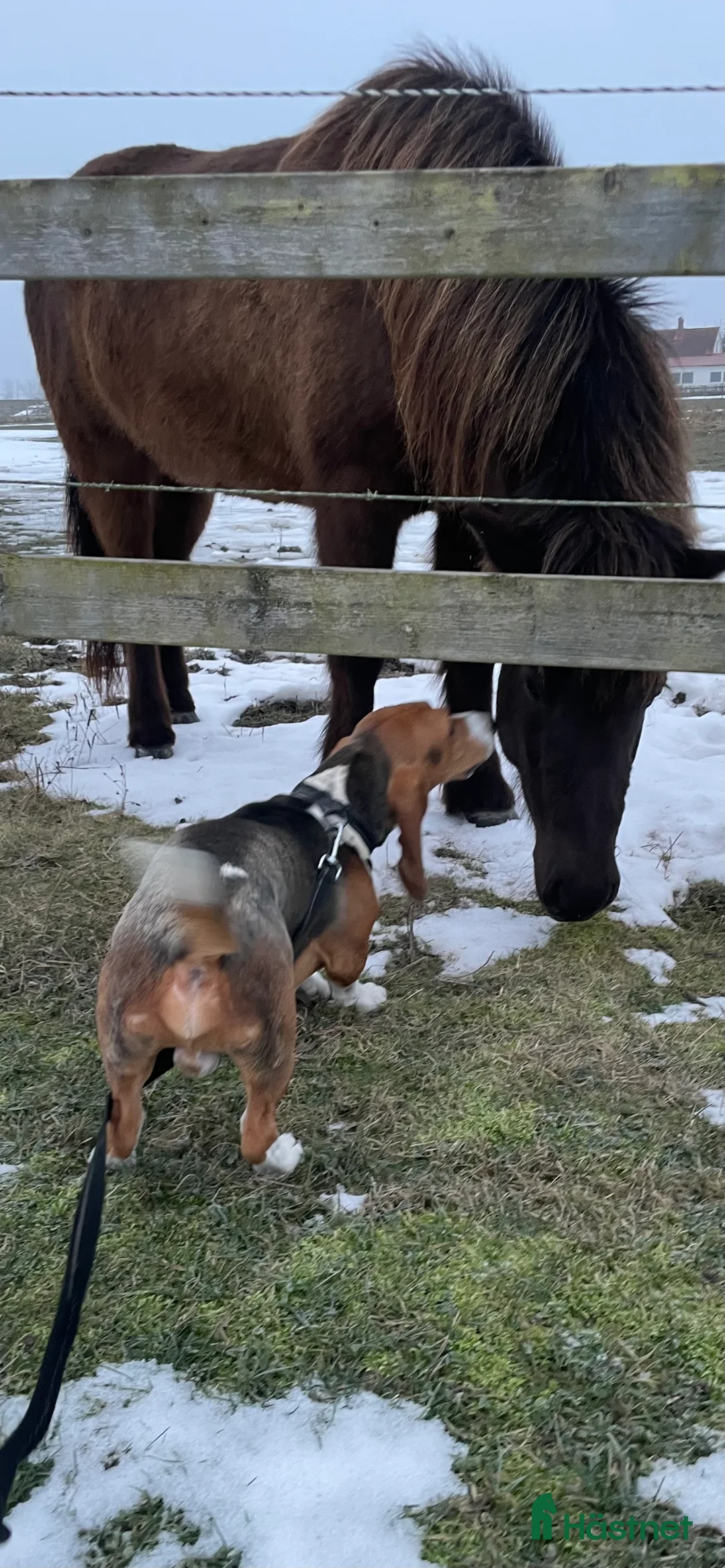 Island hästar till salu: Sto född 2021 söker nytt hem i Mjölby - Annons 2