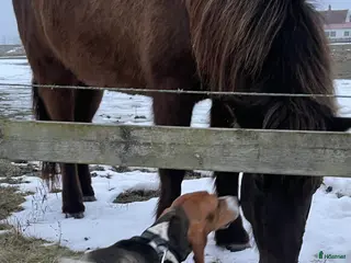 hästar Sto född 2021 söker nytt hem - Annons 11