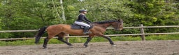 Hoppning hästar till salu: Snill spranghest med stor kapasitet i Nittedal - Annons 6