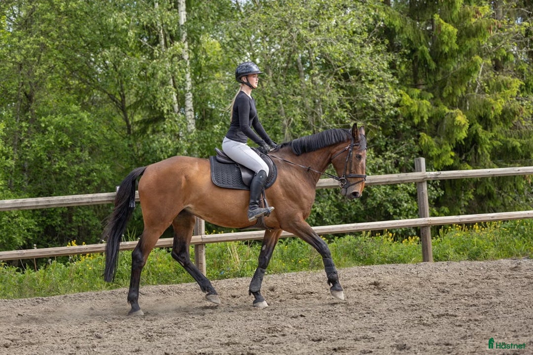 Hoppning hästar till salu: Snill spranghest med stor kapasitet i Nittedal - Annons 6
