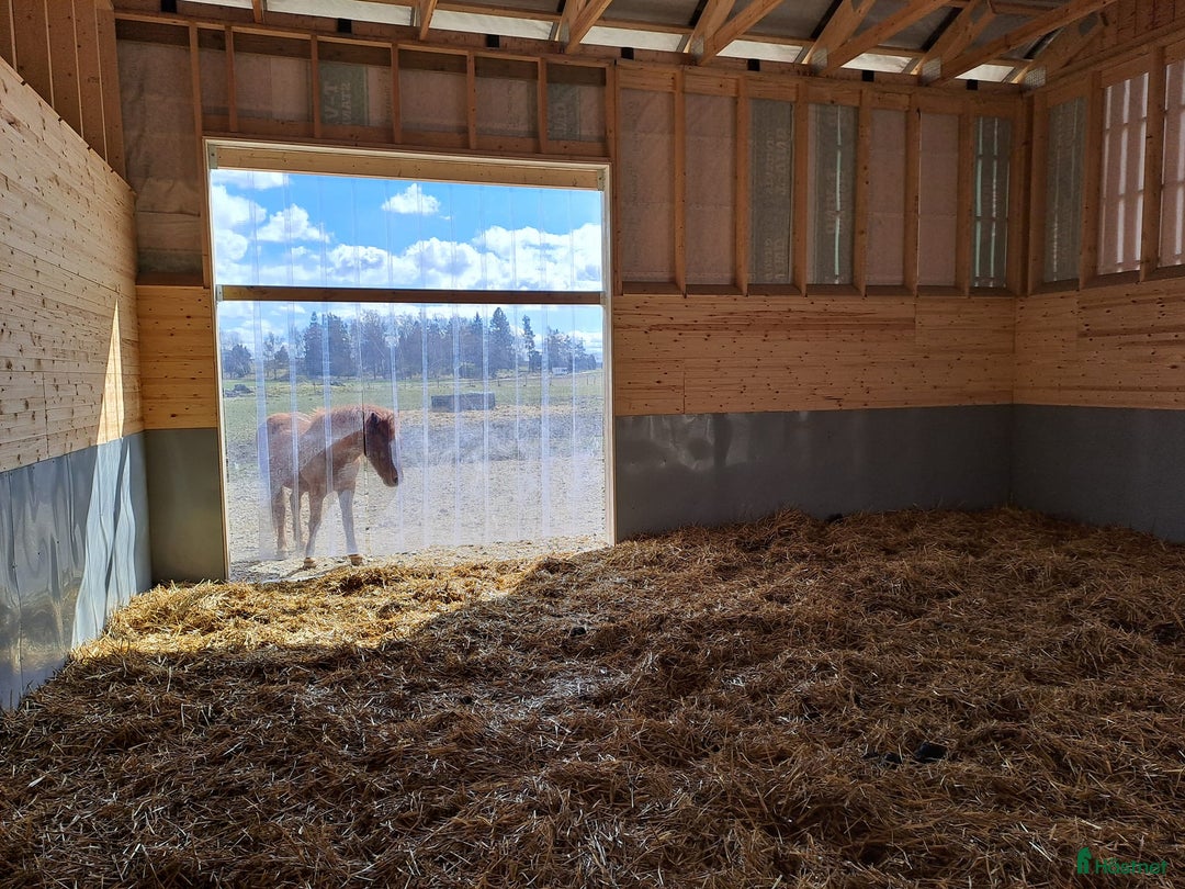  stallplats finnes: Lösdrift Häst - ung som gammal - blandflock i Bro - Annons 8