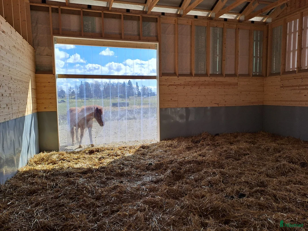  stallplats finnes: Lösdrift Häst - ung som gammal - blandflock i Bro - Annons 8