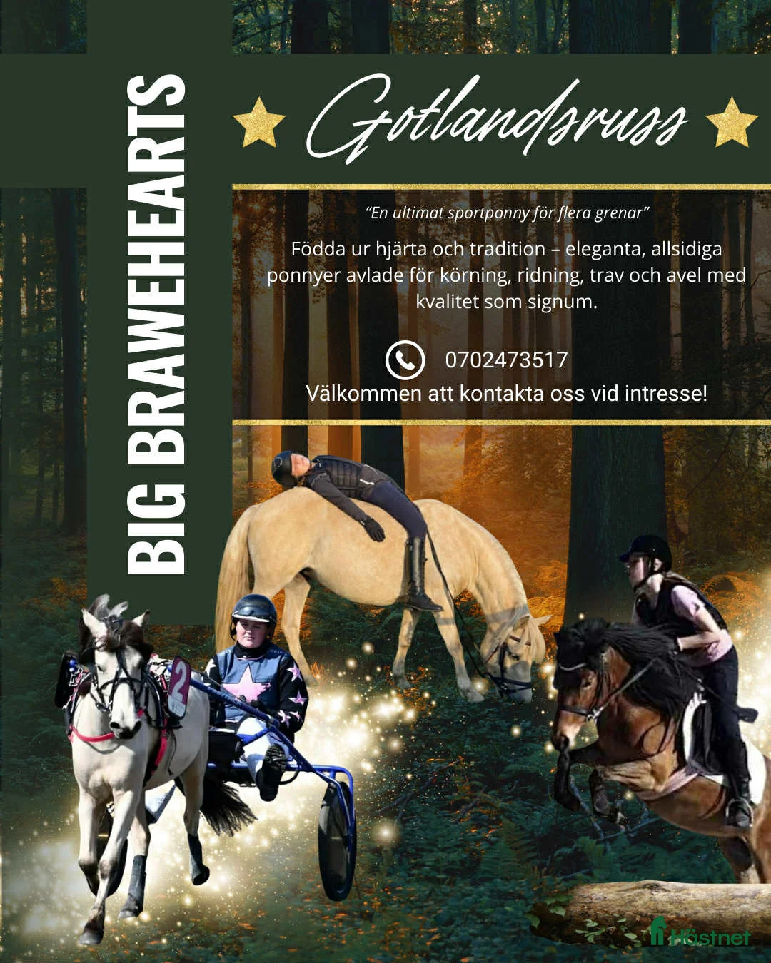 Allround hästar till salu: Gotlandsruss & Shetland - Annons 4