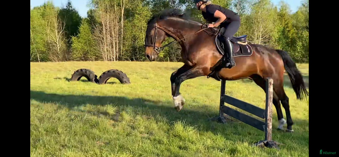 Allround hästar till salu: Trevlig SWB-valack i Perstorp - Annons 6