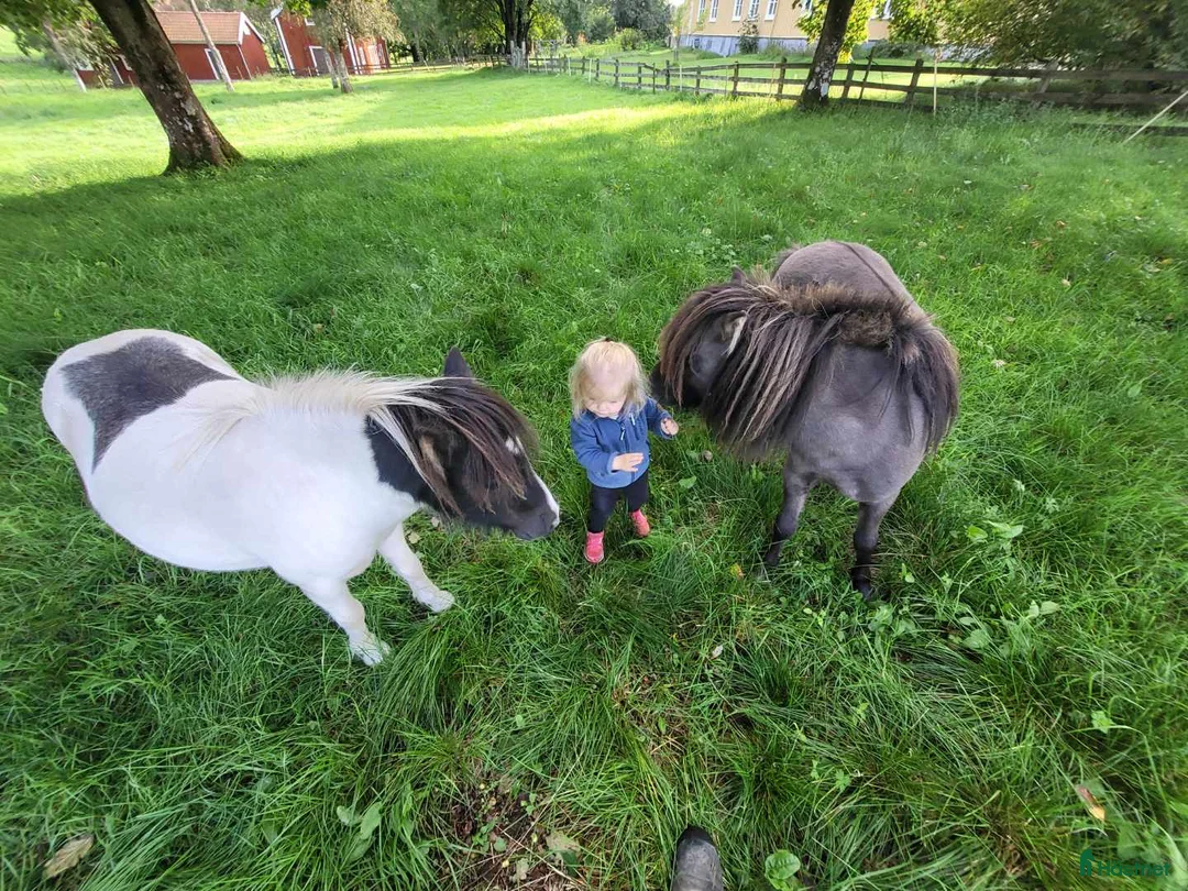 Allround hästar till salu: Underbara Inez i Långaryd - Annons 7