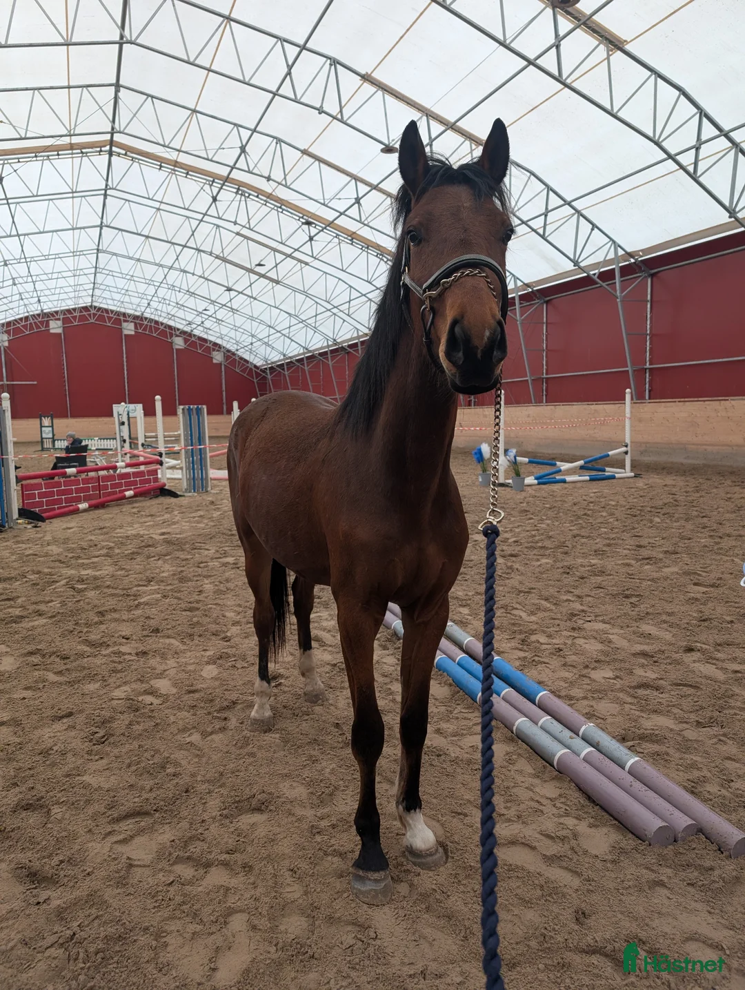 Hoppning hästar till salu: Vacker valack  - Annons 2