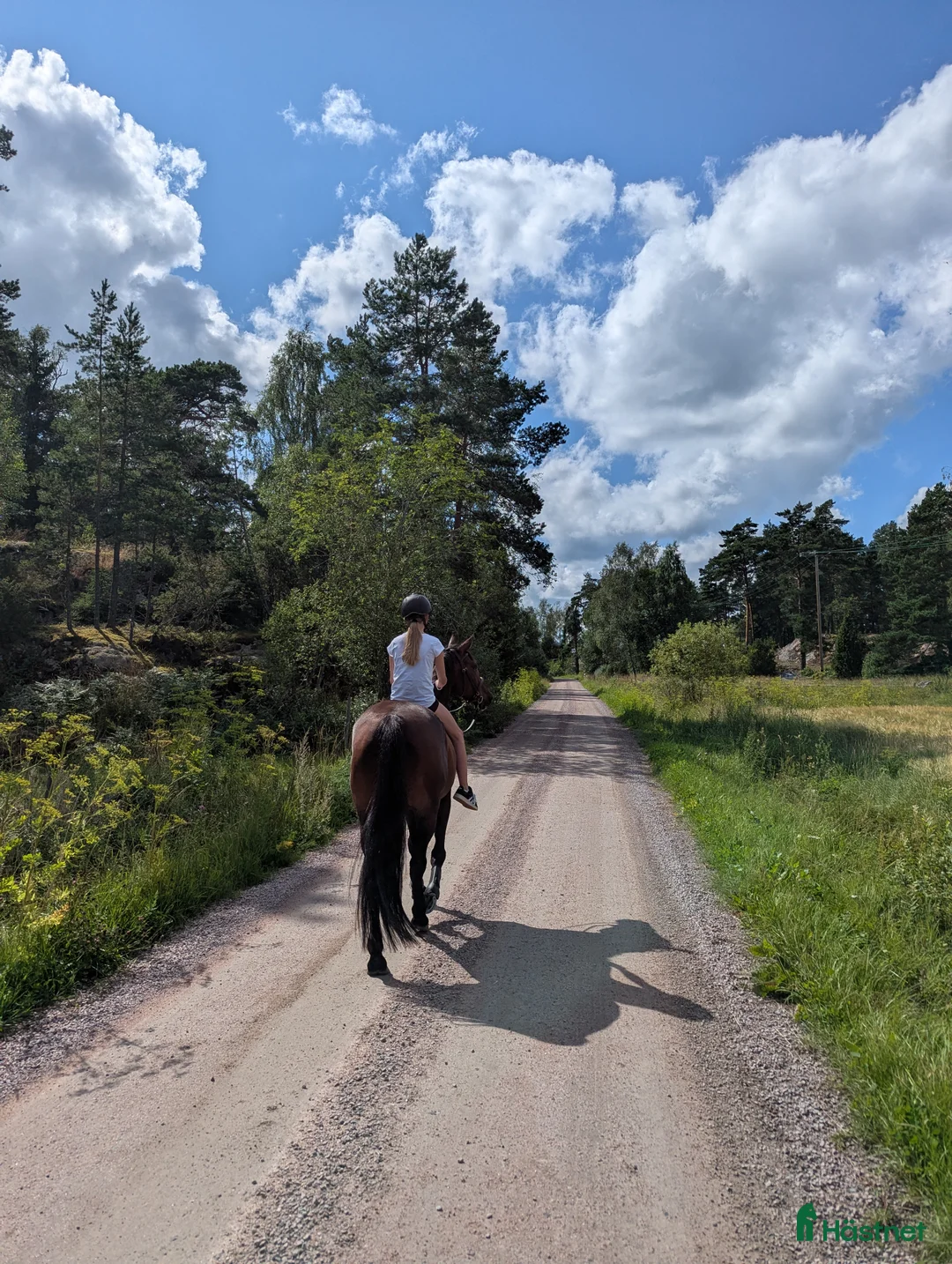 Sällskap hästar till salu: Snällt sto för sällskap eller avel - Annons 4